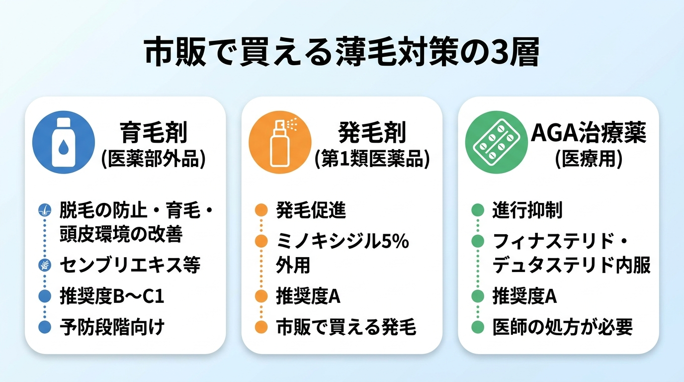 タイトル: 市販で買える薄毛対策の3層。横並び3カードで: カード1（ボトルのアイコン）ヘッダー: 育毛剤（医薬部外品）、説明: 脱毛の防止・育毛・頭皮環境の改善。センブリエキス等。推奨度B〜C1。予防段階向け。カード2（スプレーボトルのアイコン）ヘッダー: 発毛剤（第1類医薬品）、説明: 発毛促進。ミノキシジル5%外用。推奨度A。市販で買える発毛。カード3（錠剤のアイコン）ヘッダー: AGA治療薬（医療用）、説明: 進行抑制。フィナステリド・デュタステリド内服。推奨度A。医師の処方が必要。