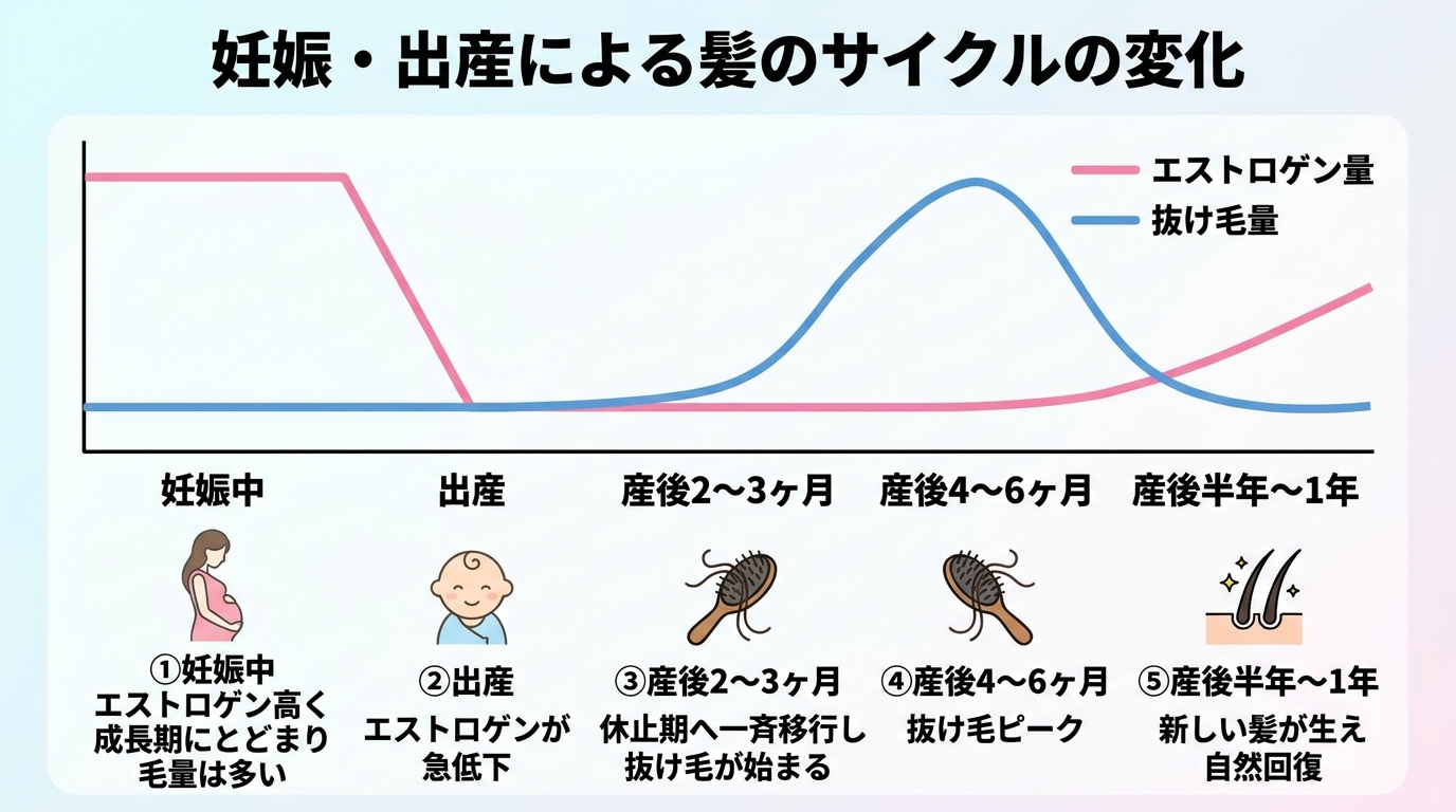 タイトル: 妊娠・出産による髪のサイクルの変化。横軸に時間(妊娠中→出産→産後2〜3ヶ月→産後4〜6ヶ月→産後半年〜1年)をとった折れ線図。妊娠中: エストロゲン高く成長期にとどまり毛量は多い。出産: エストロゲンが急低下。産後2〜3ヶ月: 休止期へ一斉移行し抜け毛が始まる。産後4〜6ヶ月: 抜け毛ピーク。産後半年〜1年: 新しい髪が生え自然回復。曲線に沿って「エストロゲン量」と「抜け毛量」を2本の線で対比表示