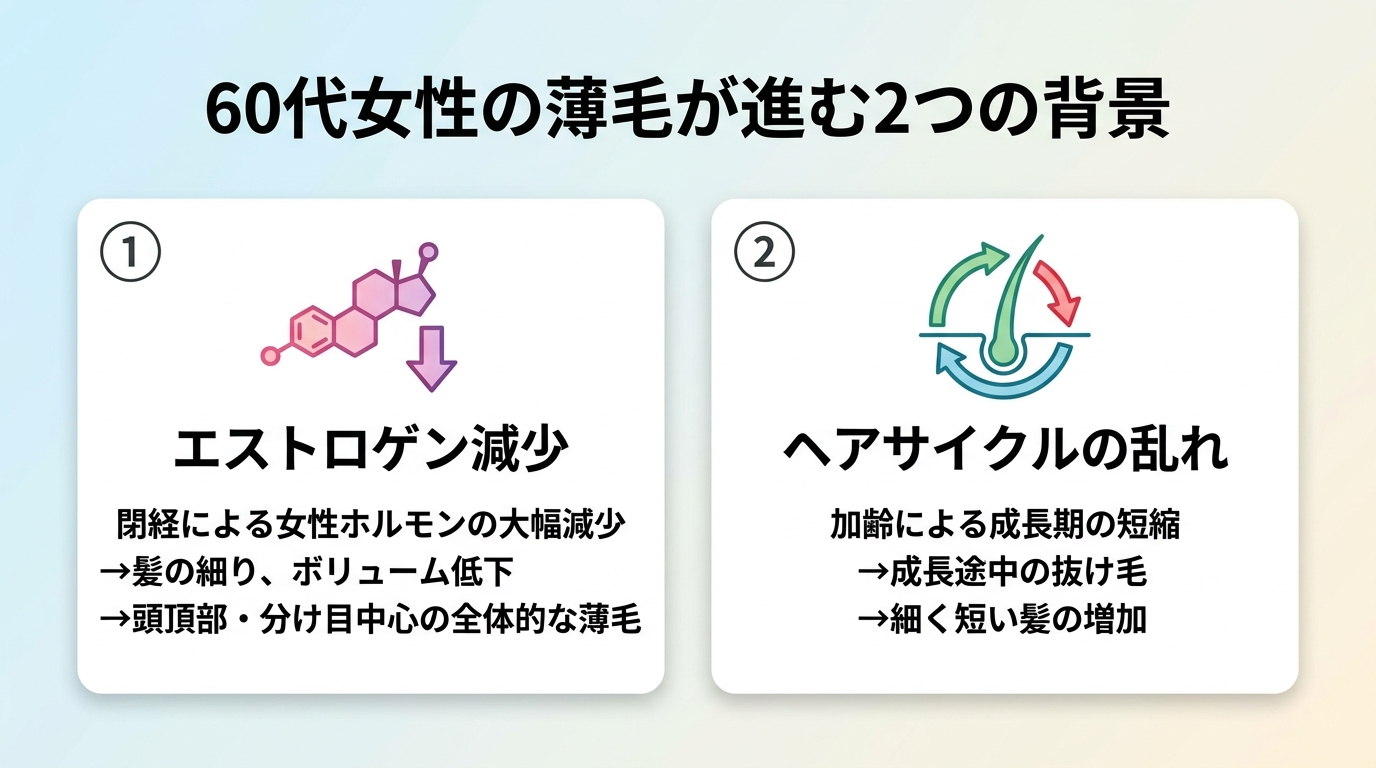 タイトル: 60代女性の薄毛が進む2つの背景。横並び2カードで説明。カード1(ホルモンのアイコン)ヘッダー: エストロゲン減少、説明: 閉経で女性ホルモンが大きく減少→髪が細くなりボリューム低下。頭頂部・分け目を中心に全体が薄くなる。カード2(ヘアサイクルのアイコン)ヘッダー: ヘアサイクルの乱れ、説明: 加齢で成長期が短くなる→髪が育ちきる前に抜け、細く短い髪が増える