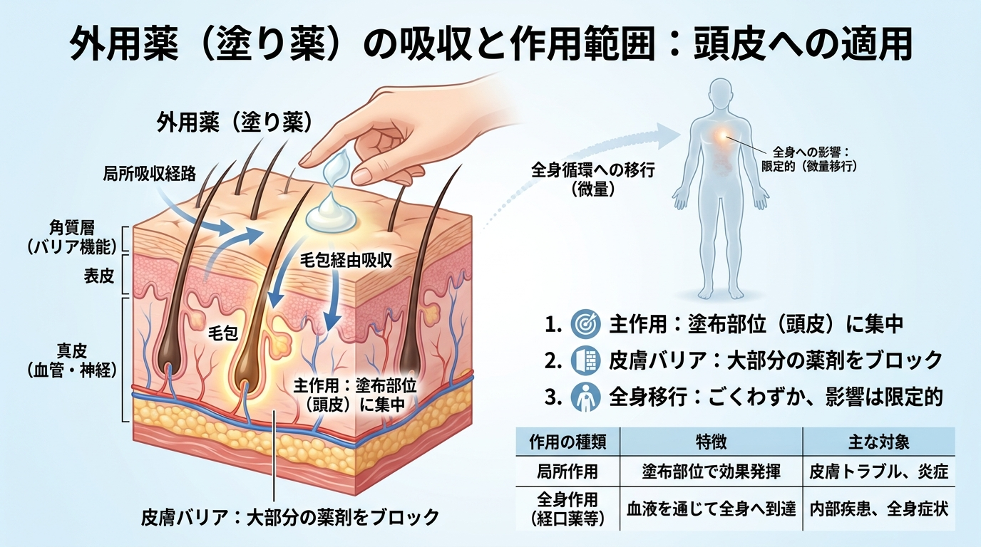 タイトル: 外用薬(塗り薬)の吸収と作用範囲。頭皮のイラストに吸収経路を矢印で表示し、全身への影響は限定的であることを図示。