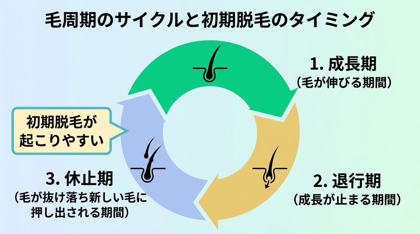 タイトル: 毛周期のサイクルと初期脱毛のタイミング。円環図で3段階: 成長期(毛が伸びる期間)→ 退行期(成長が止まる期間)→ 休止期(毛が抜け落ち新しい毛に押し出される期間)。休止期の箇所に「初期脱毛が起こりやすい」と注記