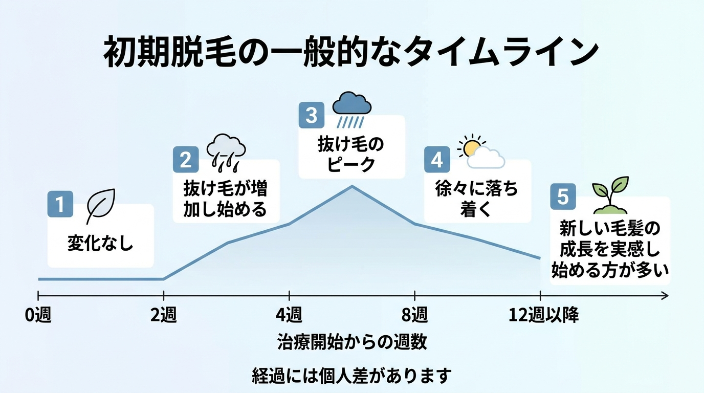 タイトル: 初期脱毛の一般的なタイムライン。横軸に治療開始からの週数(0週・2週・4週・8週・12週)を配置した折れ線グラフ風の図。0〜2週: 変化なし。2〜4週: 抜け毛が増加し始める。4〜8週: 抜け毛のピーク。8〜12週: 徐々に落ち着く。12週以降: 新しい毛髪の成長を実感し始める方が多い。下部注記: 「経過には個人差があります」