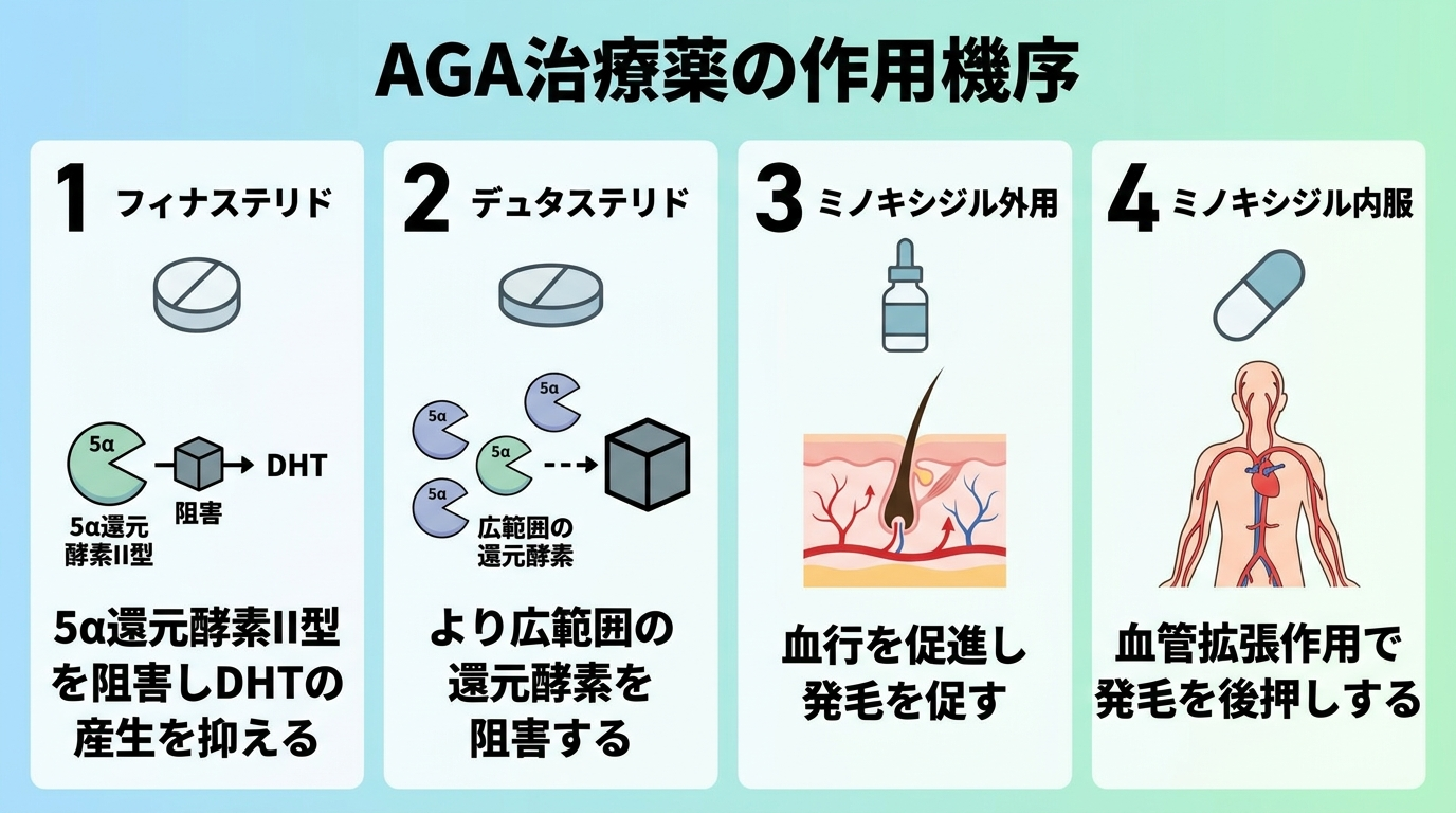 AGA治療薬の作用機序を示す4コマイラスト。1コマ目: フィナステリド、錠剤アイコン、説明「5α還元酵素II型を阻害しDHTの産生を抑える」。2コマ目: デュタステリド、錠剤アイコン、説明「より広範囲の還元酵素を阻害する」。3コマ目: ミノキシジル外用、ローションボトルアイコン、説明「血行を促進し発毛を促す」。4コマ目: ミノキシジル内服、カプセルアイコン、説明「血管拡張作用で発毛を後押しする」。