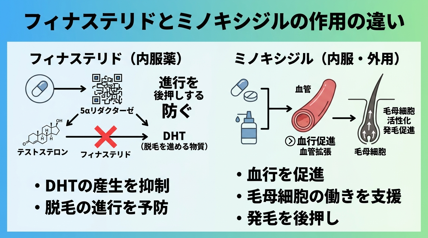フィナステリドとミノキシジルの作用の違いを示す図解。左側: フィナステリド、内服薬、DHT(脱毛を進める物質)の産生を抑えて進行を防ぐ仕組みを矢印で表現。右側: ミノキシジル、内服・外用、血行を促進し毛母細胞の働きを助けて発毛を後押しする仕組みを矢印で表現。中央に「進行を防ぐ」と「発毛を後押しする」の対比ラベル。