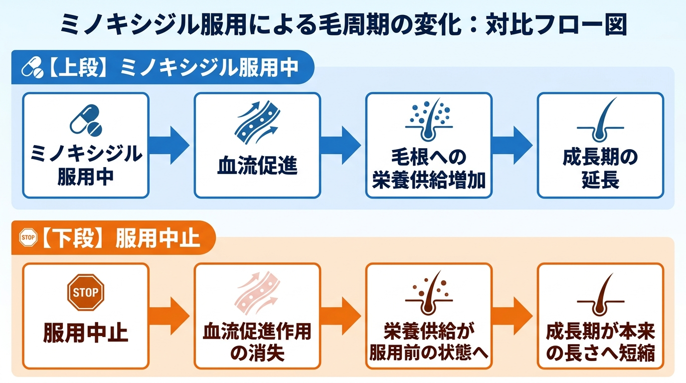 毛周期の変化を示す対比フロー図。上段: 「ミノキシジル服用中」→「血流促進」→「毛根への栄養供給増加」→「成長期の延長」。下段: 「服用中止」→「血流促進作用の消失」→「栄養供給が服用前の状態へ」→「成長期が本来の長さへ短縮」。