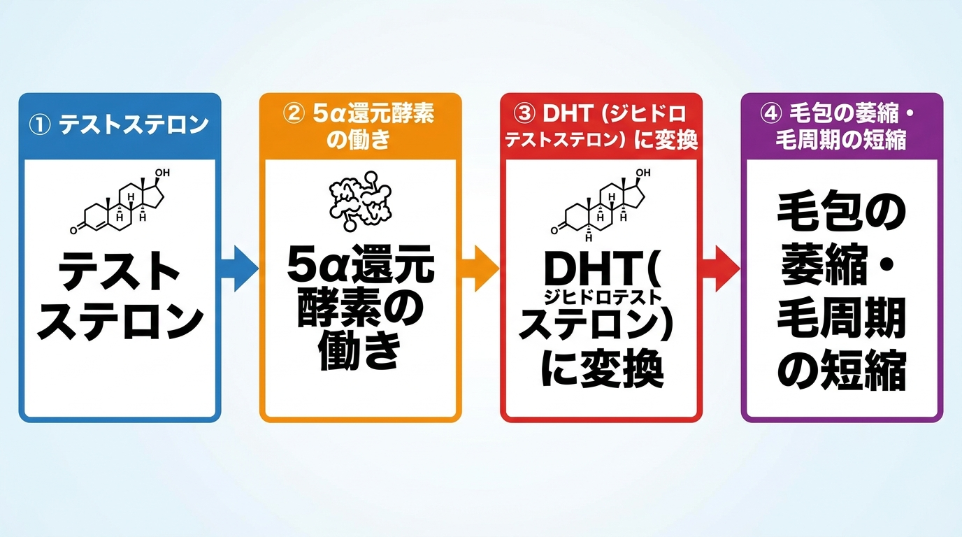 AGA進行の仕組みを示すフロー図。4段階: ①テストステロン → ②5α還元酵素の働き → ③DHT(ジヒドロテストステロン)に変換 → ④毛包の萎縮・毛周期の短縮。矢印でつないだシンプルな横並びフロー。