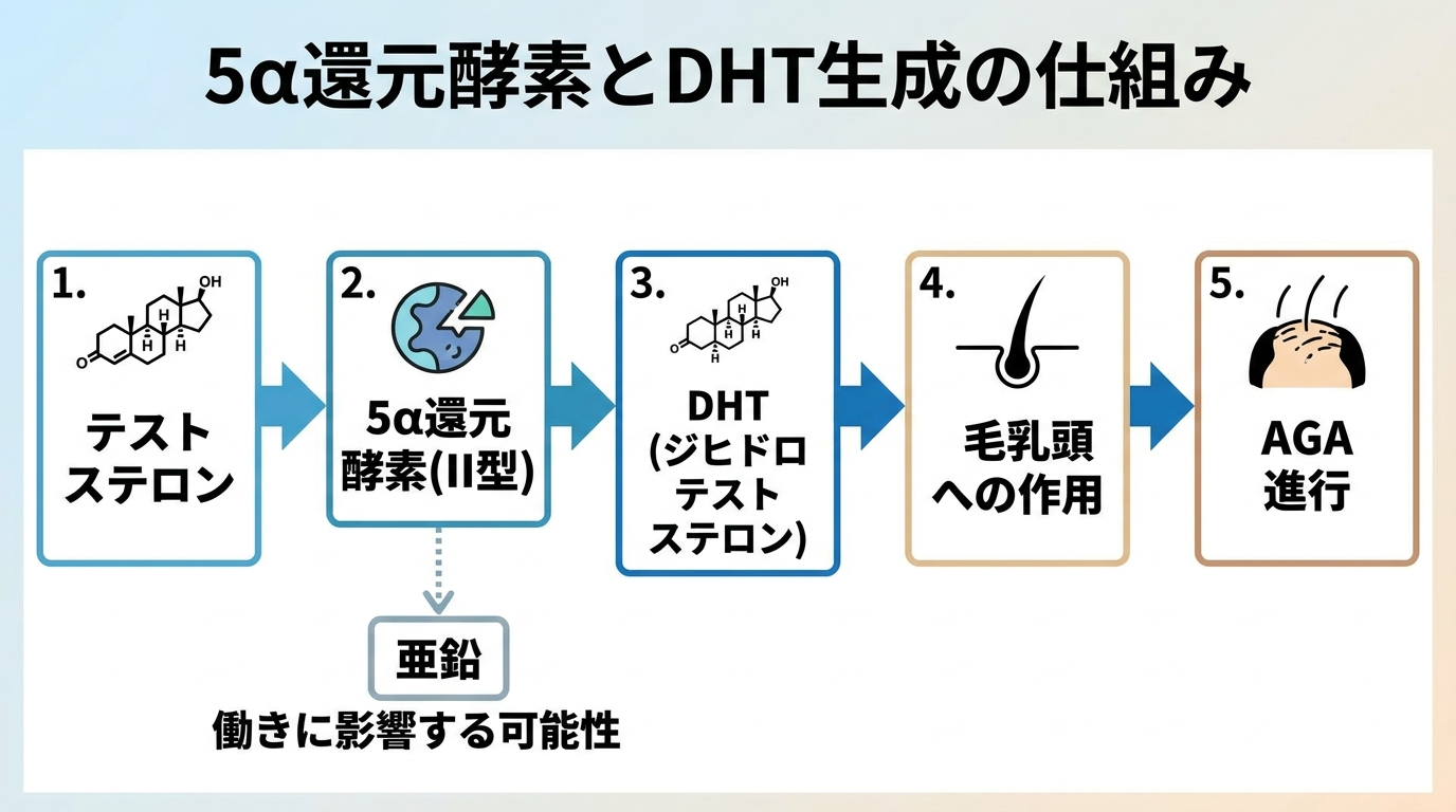タイトル: 5α還元酵素とDHT生成の仕組み。フロー図: テストステロン → 5α還元酵素(II型) → DHT(ジヒドロテストステロン) → 毛乳頭への作用 → AGA進行。矢印の途中に亜鉛が5α還元酵素の働きに影響する可能性がある地点を点線で示す