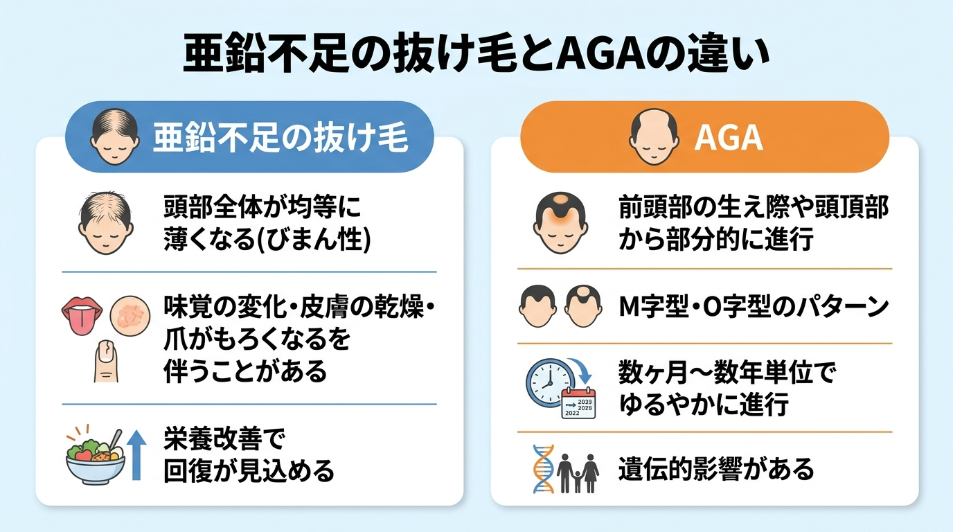 タイトル: 亜鉛不足の抜け毛とAGAの違い。2カード並列比較: カード1見出し「亜鉛不足の抜け毛」内容: 頭部全体が均等に薄くなる(びまん性)、味覚の変化・皮膚の乾燥・爪がもろくなるを伴うことがある、栄養改善で回復が見込める。カード2見出し「AGA」内容: 前頭部の生え際や頭頂部から部分的に進行、M字型・O字型のパターン、数ヶ月〜数年単位でゆるやかに進行、遺伝的影響がある