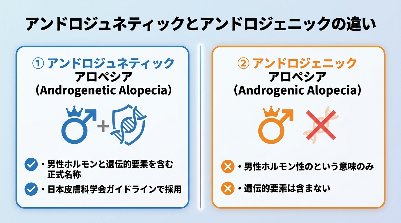 「Androgenetic」と「Androgenic」の綴りの違いを比較する図。2列カード形式。カード1見出し「Androgenetic Alopecia」、説明: 男性ホルモン+遺伝的要素を含む正式名称、日本皮膚科学会ガイドラインで採用。カード2見出し「Androgenic Alopecia」、説明: 男性ホルモン性のという意味のみ、遺伝的要素は含まない。