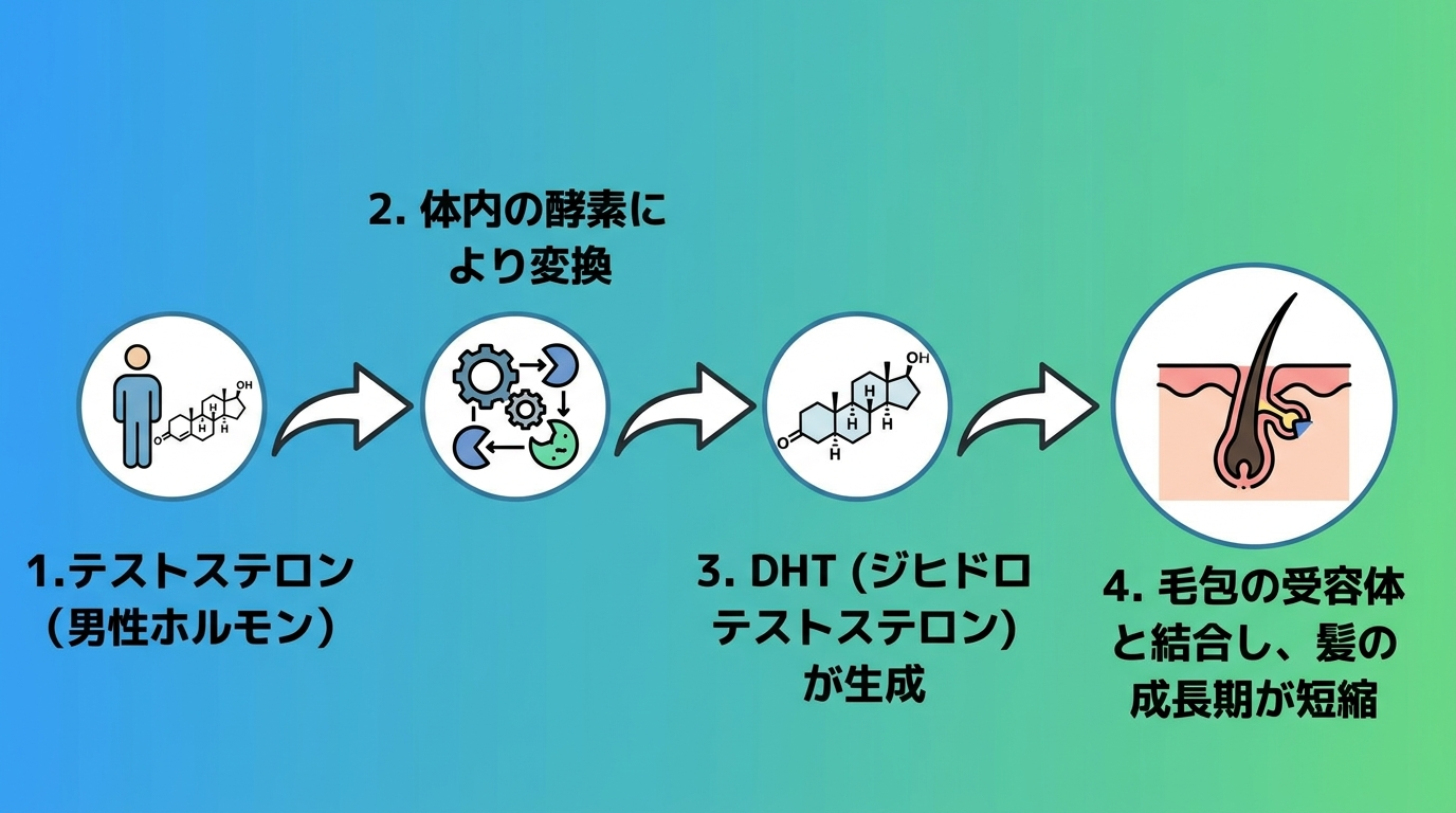テストステロンがDHTに変換され毛包に作用するまでの流れを示すフロー図。4ステップの矢印図: ステップ1「テストステロン(男性ホルモン)」→ステップ2「体内の酵素により変換」→ステップ3「DHT(ジヒドロテストステロン)が生成」→ステップ4「毛包の受容体と結合し、髪の成長期が短縮」。