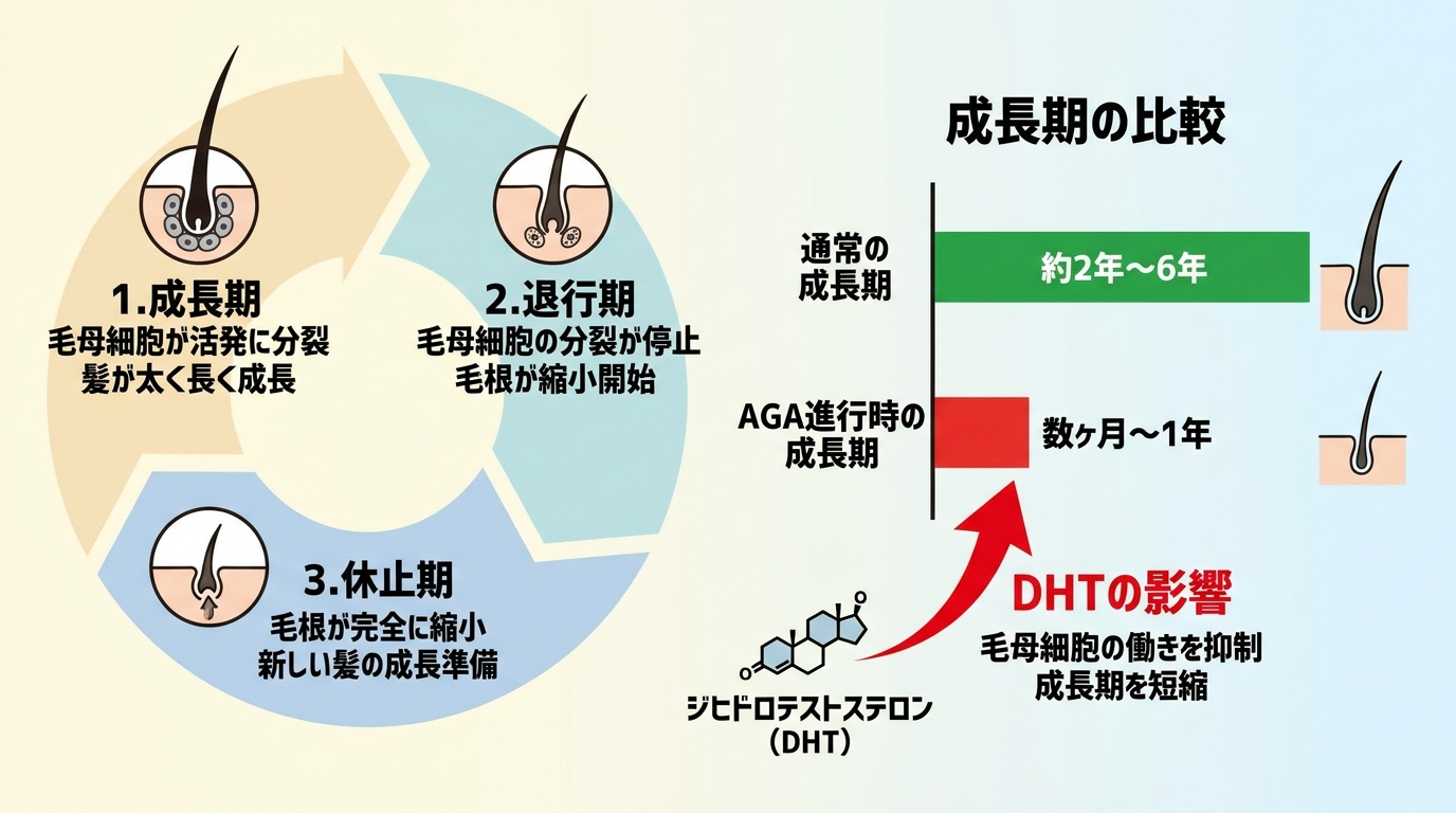 ヘアサイクル図。成長期→退行期→休止期の円環図。通常の成長期の長さのバーと、AGA進行時に短縮した成長期のバーを並べて比較表示し、DHTの影響を矢印で示す
