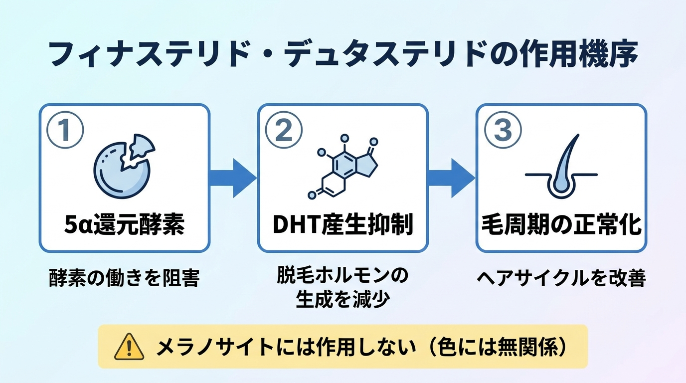 フィナステリド・デュタステリドの作用機序図。5α還元酵素→DHT産生抑制→毛周期の正常化、という3ステップのフロー図。図の下部に『メラノサイトには作用しない(色には無関係)』の注記