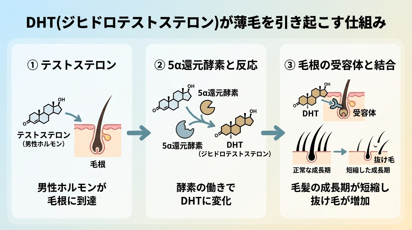 タイトル: DHT(ジヒドロテストステロン)が薄毛を引き起こす仕組み。フロー図3ステップ: ステップ1「テストステロン」男性ホルモンが毛根に到達、ステップ2「5α還元酵素と反応」酵素の働きでDHTに変化、ステップ3「毛根の受容体と結合」毛髪の成長期が短縮し抜け毛が増加