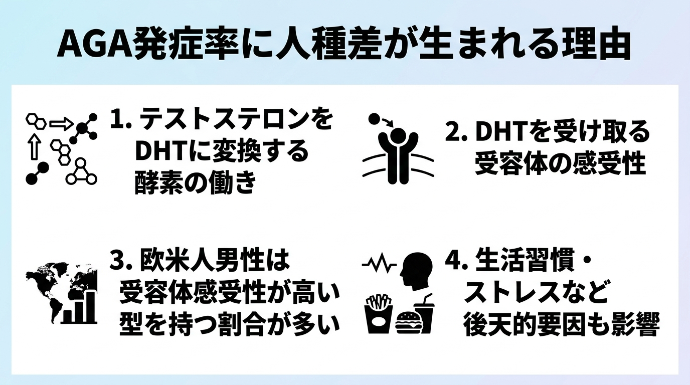 タイトル: AGA発症率に人種差が生まれる理由。ポイント1: テストステロンをDHTに変換する酵素の働き。ポイント2: DHTを受け取る受容体の感受性。ポイント3: 欧米人男性は受容体感受性が高い型を持つ割合が多い。ポイント4: 生活習慣・ストレスなど後天的要因も影響。