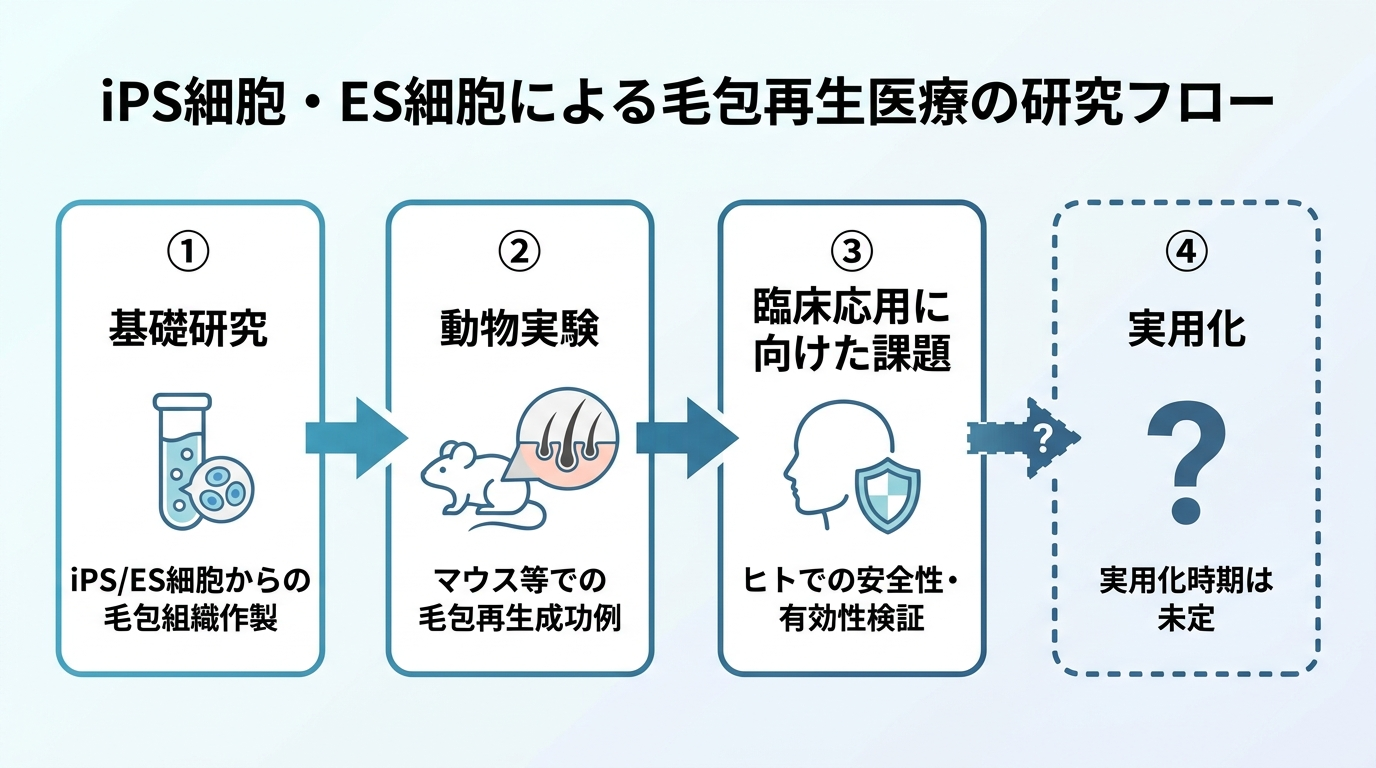 タイトル: iPS細胞・ES細胞による毛包再生医療の研究フロー。左から右へ4段階の矢印図: 段階1「基礎研究」iPS/ES細胞から毛包組織を作る研究。段階2「動物実験」マウスなどでの毛包再生の成功例。段階3「臨床応用に向けた課題」ヒトでの安全性・有効性の検証。段階4「実用化」時期は現時点で未定(点線・疑問符で表現)。