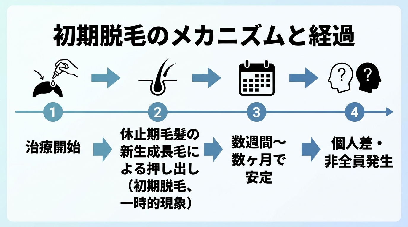 タイトル: 初期脱毛のメカニズムと経過。フロー図: 治療開始 → 休止期の毛髪が新しい成長期の毛髪に押し出される(初期脱毛、一時的現象) → 数週間〜数ヶ月で落ち着く → 個人差があり全員に起こるわけではない