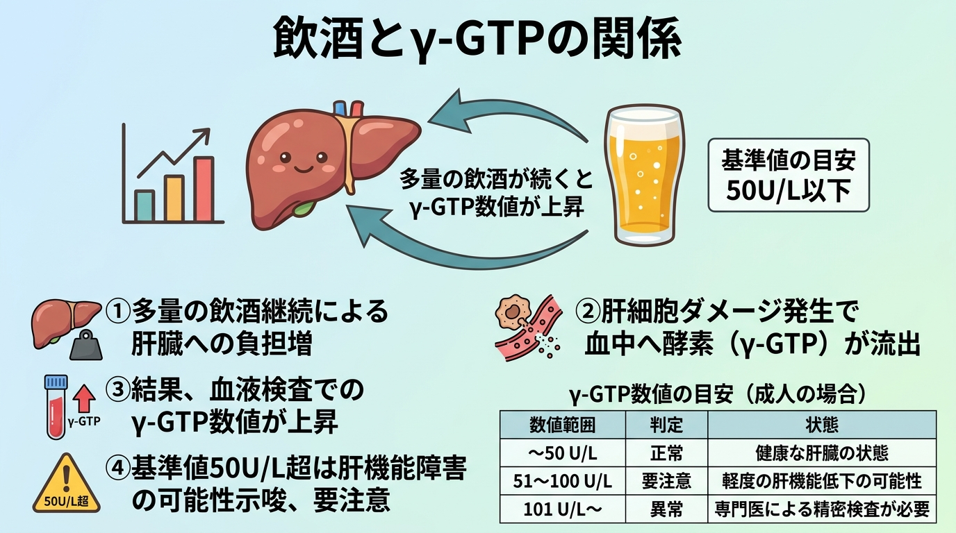 タイトル: 飲酒とγ-GTPの関係。イラスト: 肝臓のイラストとお酒のグラスを並べ、矢印で「多量の飲酒が続くとγ-GTP数値が上昇」というテキストを添える。基準値の目安50U/L以下も併記。