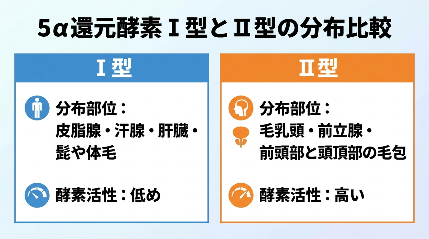 タイトル: 5α還元酵素Ⅰ型とⅡ型の分布比較。2列の対比図: Ⅰ型(分布部位: 皮脂腺・汗腺・肝臓・髭や体毛、酵素活性: 低め) / Ⅱ型(分布部位: 毛乳頭・前立腺・前頭部と頭頂部の毛包、酵素活性: 高い)。