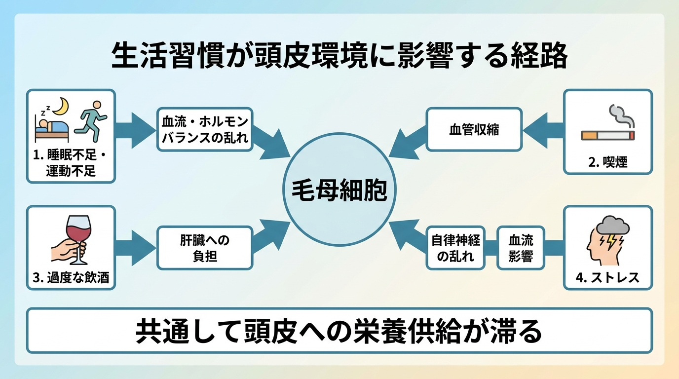 タイトル: 生活習慣が頭皮環境に影響する経路。中央に「毛母細胞」を配置し、そこへ向かう4本の矢印: 1.睡眠不足・運動不足→血流・ホルモンバランスの乱れ、2.喫煙→血管収縮、3.過度な飲酒→肝臓への負担、4.ストレス→自律神経の乱れ→血流影響。最下部に「共通して頭皮への栄養供給が滞る」という結論を配置。