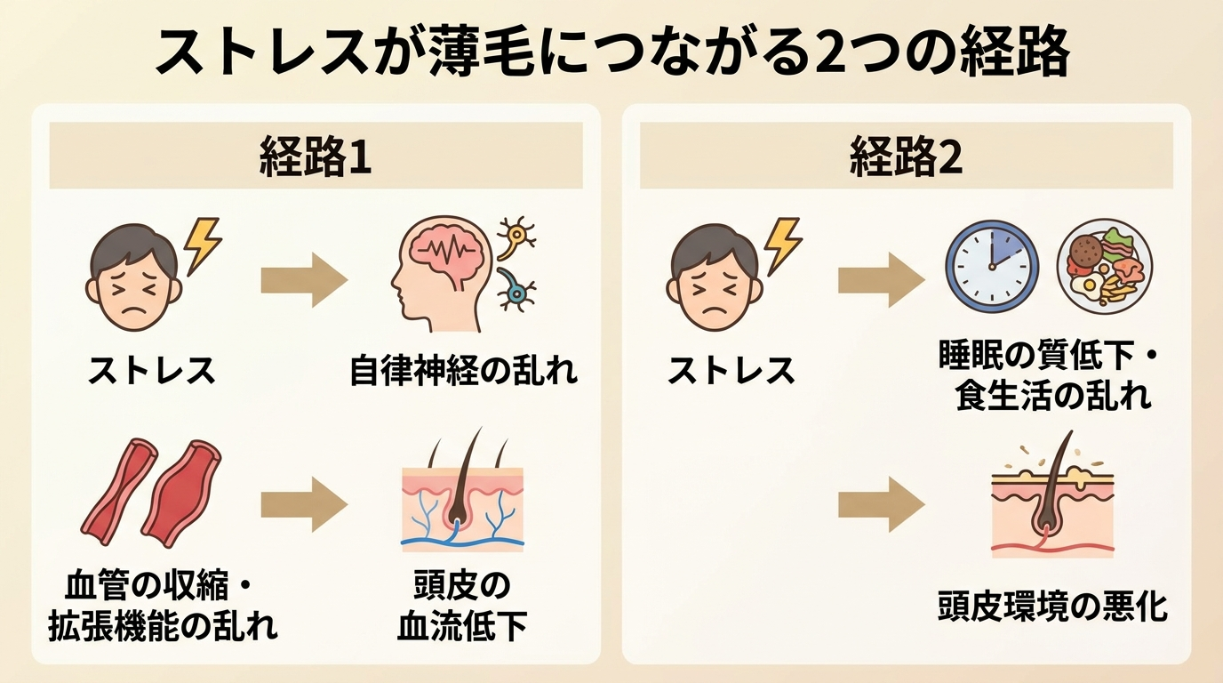 タイトル: ストレスが薄毛につながる2つの経路。経路1: ストレス→自律神経の乱れ→血管の収縮・拡張機能の乱れ→頭皮の血流低下。経路2: ストレス→睡眠の質低下・食生活の乱れ→頭皮環境の悪化。矢印で示す図解。