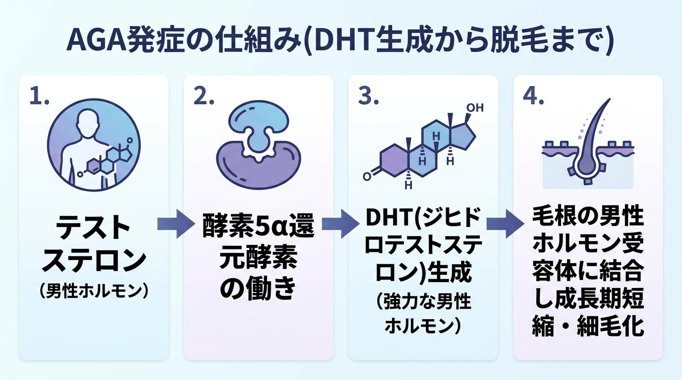 タイトル: AGA発症の仕組み(DHT生成から脱毛まで)。フロー図4ステップ: 1.テストステロン → 2.酵素5α還元酵素の働き → 3.DHT(ジヒドロテストステロン)生成 → 4.毛根の男性ホルモン受容体に結合し成長期短縮・細毛化