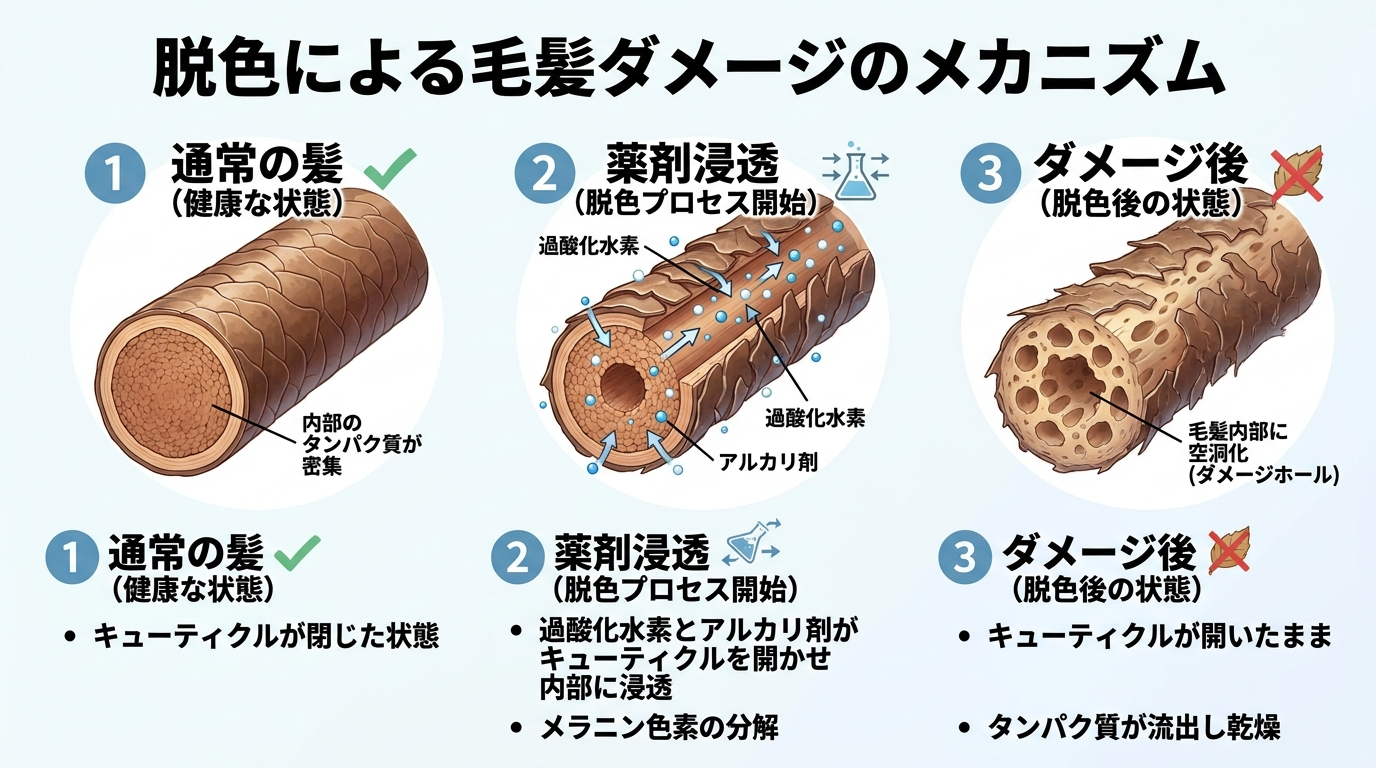 タイトル: 脱色による毛髪ダメージのメカニズム。3ステップの毛髪断面イラスト。ステップ1: 通常の髪(キューティクルが閉じた状態)。ステップ2: 薬剤浸透(過酸化水素とアルカリ剤がキューティクルを開かせ内部に浸透)。ステップ3: ダメージ後(キューティクルが開いたままでタンパク質が流出し乾燥した髪)