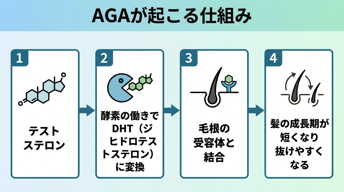 タイトル: AGAが起こる仕組み。フロー図4ステップ: ステップ1テストステロン→ステップ2酵素の働きでDHT(ジヒドロテストステロン)に変換→ステップ3毛根の受容体と結合→ステップ4髪の成長期が短くなり抜けやすくなる。