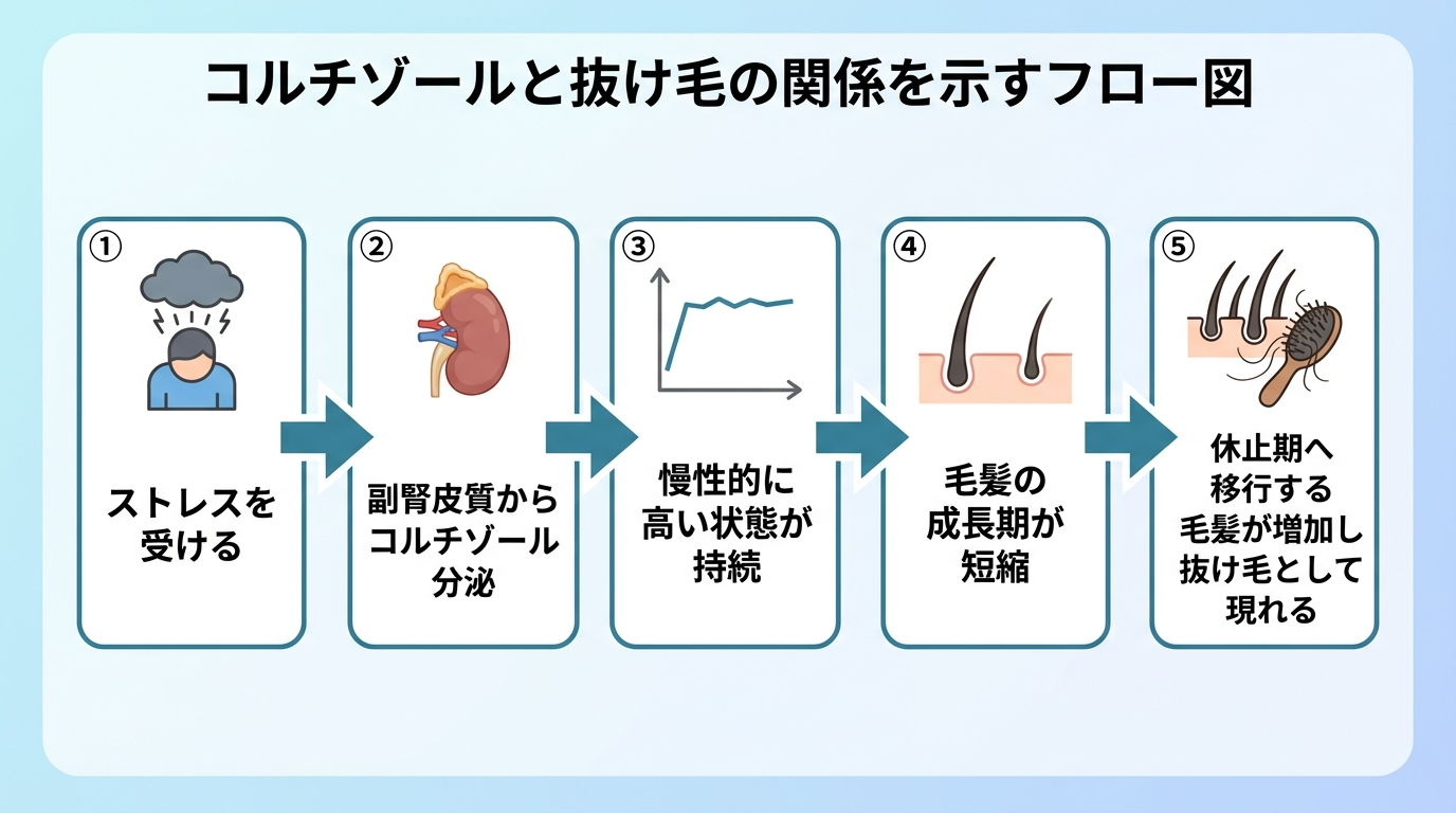 タイトル: コルチゾールと抜け毛の関係を示すフロー図。矢印でつながる5ステップ:①ストレスを受ける→②副腎皮質からコルチゾール分泌→③慢性的に高い状態が持続→④毛髪の成長期が短縮→⑤休止期へ移行する毛髪が増加し抜け毛として現れる。