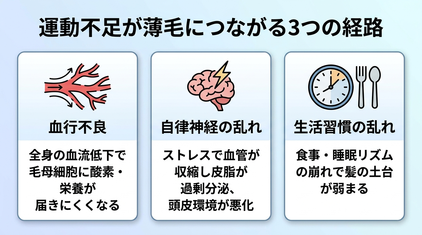 タイトル: 運動不足が薄毛につながる3つの経路。横並び3カードで: カード1(血管のアイコン)ヘッダー: 血行不良、説明: 全身の血流低下で毛母細胞に酸素・栄養が届きにくくなる。カード2(脳と稲妻のアイコン)ヘッダー: 自律神経の乱れ、説明: ストレスで血管が収縮し皮脂が過剰分泌、頭皮環境が悪化。カード3(時計と食事のアイコン)ヘッダー: 生活習慣の乱れ、説明: 食事・睡眠リズムの崩れで髪の土台が弱まる