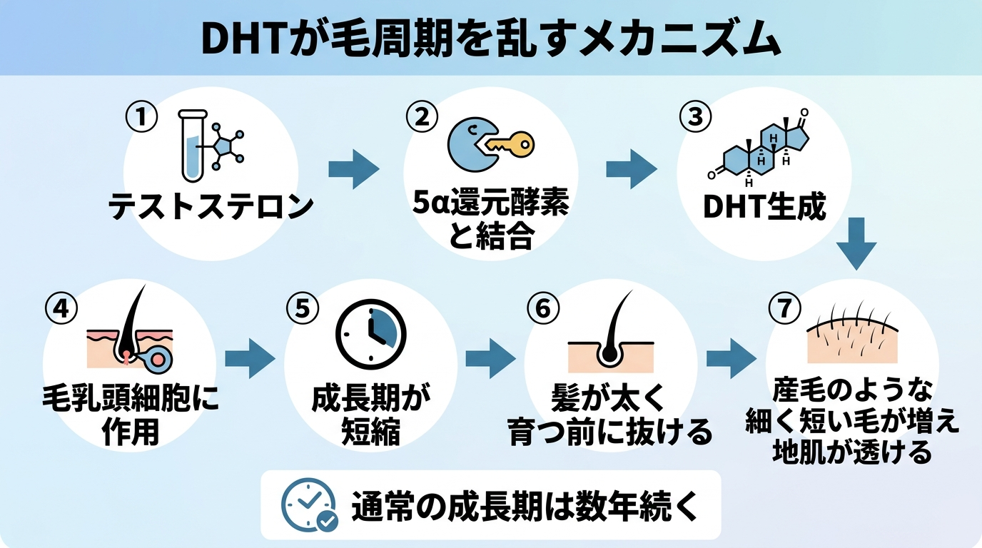 タイトル: DHTが毛周期を乱すメカニズム。フロー図: ①テストステロン → ②5α還元酵素と結合 → ③DHT生成 → ④毛乳頭細胞に作用 → ⑤成長期が短縮 → ⑥髪が太く育つ前に抜ける → ⑦産毛のような細く短い毛が増え地肌が透ける。下部に補足『通常の成長期は数年続く』