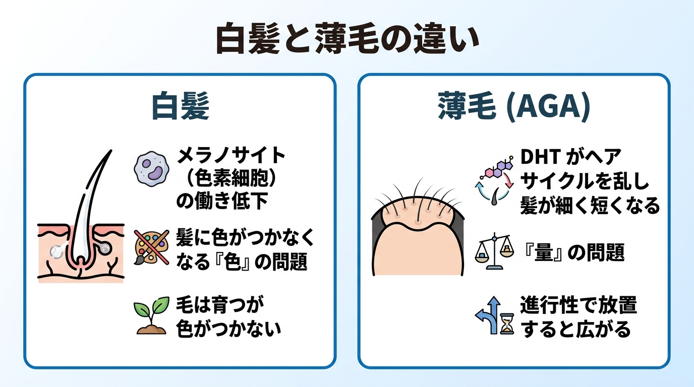 タイトル: 白髪と薄毛の違い。横並び2カードで比較: カード1（毛根と色素細胞のアイコン）ヘッダー: 白髪、説明: メラノサイト（色素細胞）の働き低下で髪に色がつかなくなる『色』の問題。毛は育つが色がつかない。カード2（細く短い毛のアイコン）ヘッダー: 薄毛（AGA）、説明: DHTがヘアサイクルを乱し髪が細く短くなる『量』の問題。進行性で放置すると広がる。