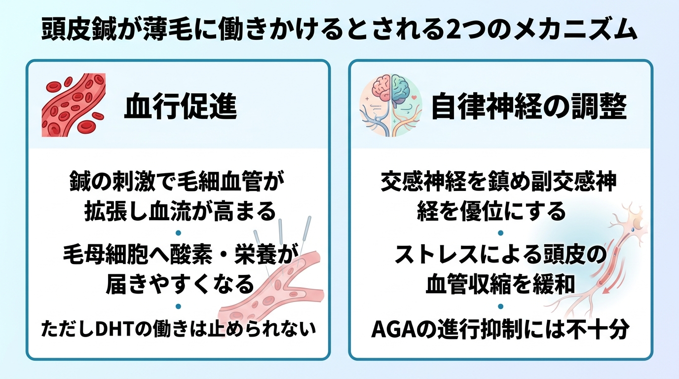 タイトル: 頭皮鍼が薄毛に働きかけるとされる2つのメカニズム。横並び2カードで: カード1（血流のアイコン）ヘッダー: 血行促進、説明: 鍼の刺激で毛細血管が拡張し血流が高まり、毛母細胞へ酸素・栄養が届きやすくなる。ただしDHTの働きは止められない。カード2（自律神経のアイコン）ヘッダー: 自律神経の調整、説明: 交感神経を鎮め副交感神経を優位にし、ストレスによる頭皮の血管収縮を緩和。AGAの進行抑制には不十分