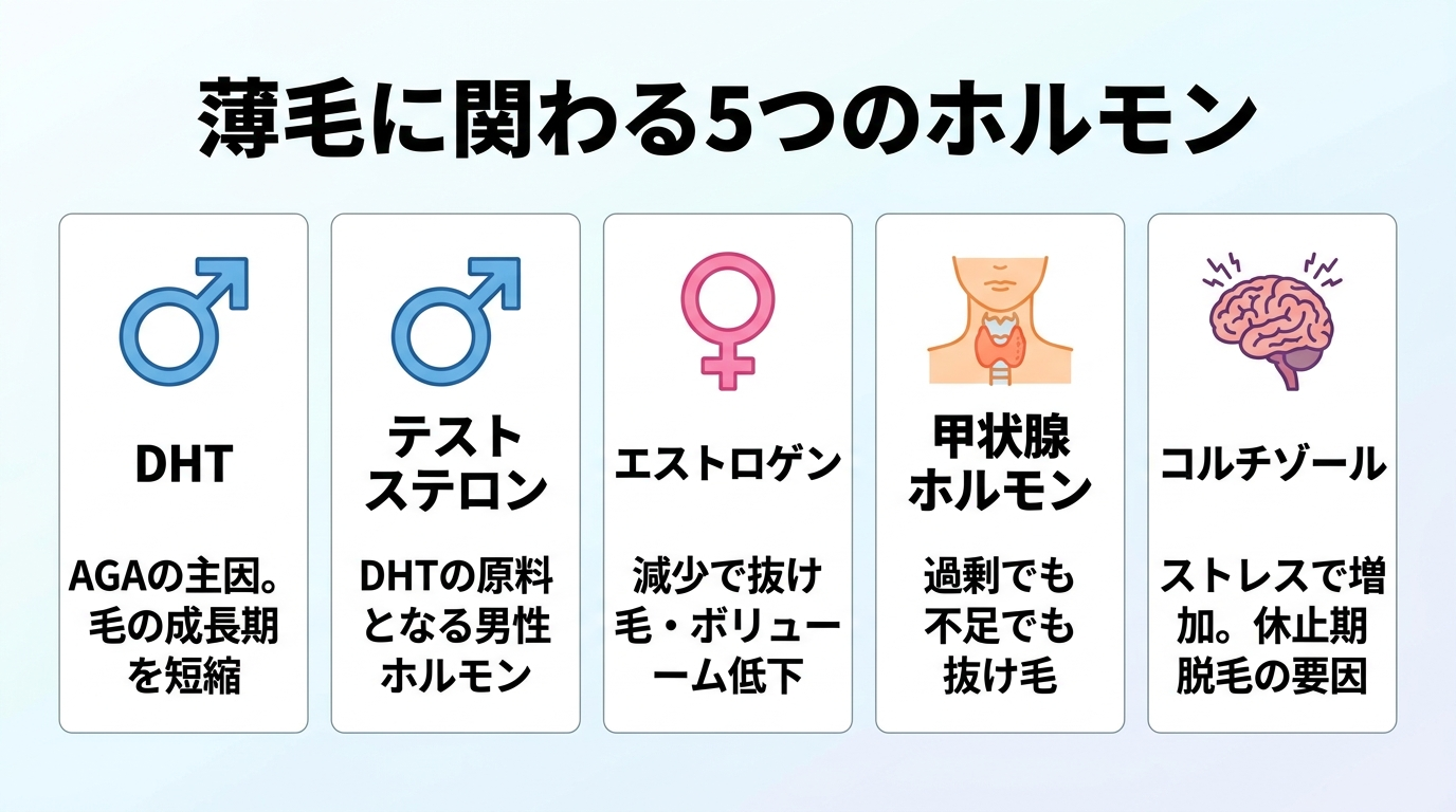 タイトル: 薄毛に関わる5つのホルモン。横並び5カードで: カード1（男性マークのアイコン）ヘッダー: DHT、説明: AGAの主因。毛の成長期を短縮。カード2（男性マークのアイコン）ヘッダー: テストステロン、説明: DHTの原料となる男性ホルモン。カード3（女性マークのアイコン）ヘッダー: エストロゲン、説明: 減少で抜け毛・ボリューム低下。カード4（喉のアイコン）ヘッダー: 甲状腺ホルモン、説明: 過剰でも不足でも抜け毛。カード5（脳のアイコン）ヘッダー: コルチゾール、説明: ストレスで増加。休止期脱毛の要因。