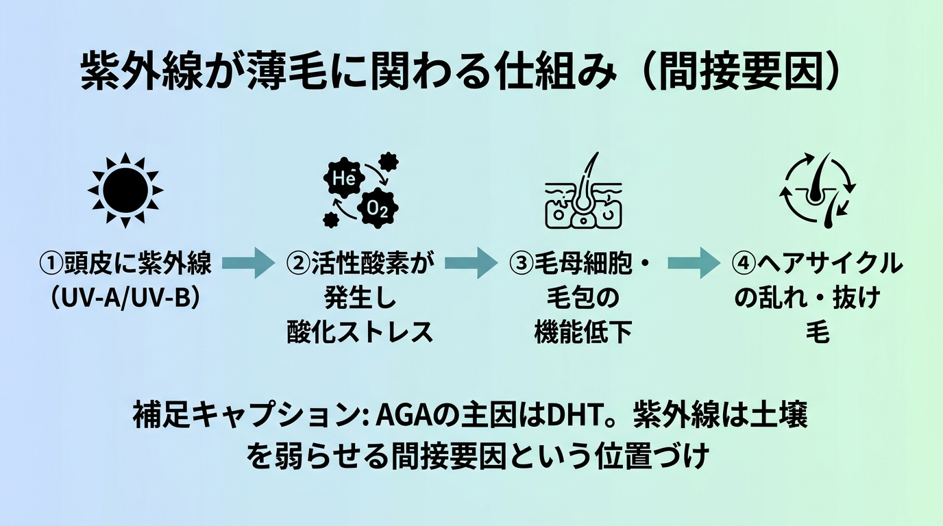 タイトル: 紫外線が薄毛に関わる仕組み（間接要因）。フロー図で左から右へ: ①頭皮に紫外線（UV-A/UV-B）→ ②活性酸素が発生し酸化ストレス → ③毛母細胞・毛包の機能低下 → ④ヘアサイクルの乱れ・抜け毛。補足キャプション: AGAの主因はDHT。紫外線は土壌を弱らせる間接要因という位置づけ
