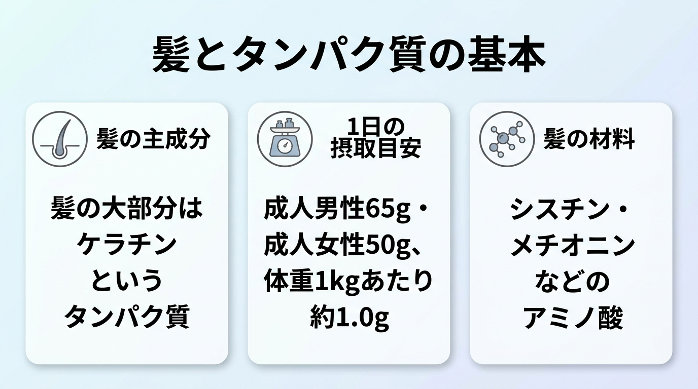 タイトル: 髪とタンパク質の基本。横並び3カードで: カード1(毛髪のアイコン)ヘッダー: 髪の主成分、説明: 髪の大部分はケラチンというタンパク質。カード2(計量のアイコン)ヘッダー: 1日の摂取目安、説明: 成人男性65g・成人女性50g、体重1kgあたり約1.0g。カード3(アミノ酸のアイコン)ヘッダー: 髪の材料、説明: シスチン・メチオニンなどのアミノ酸