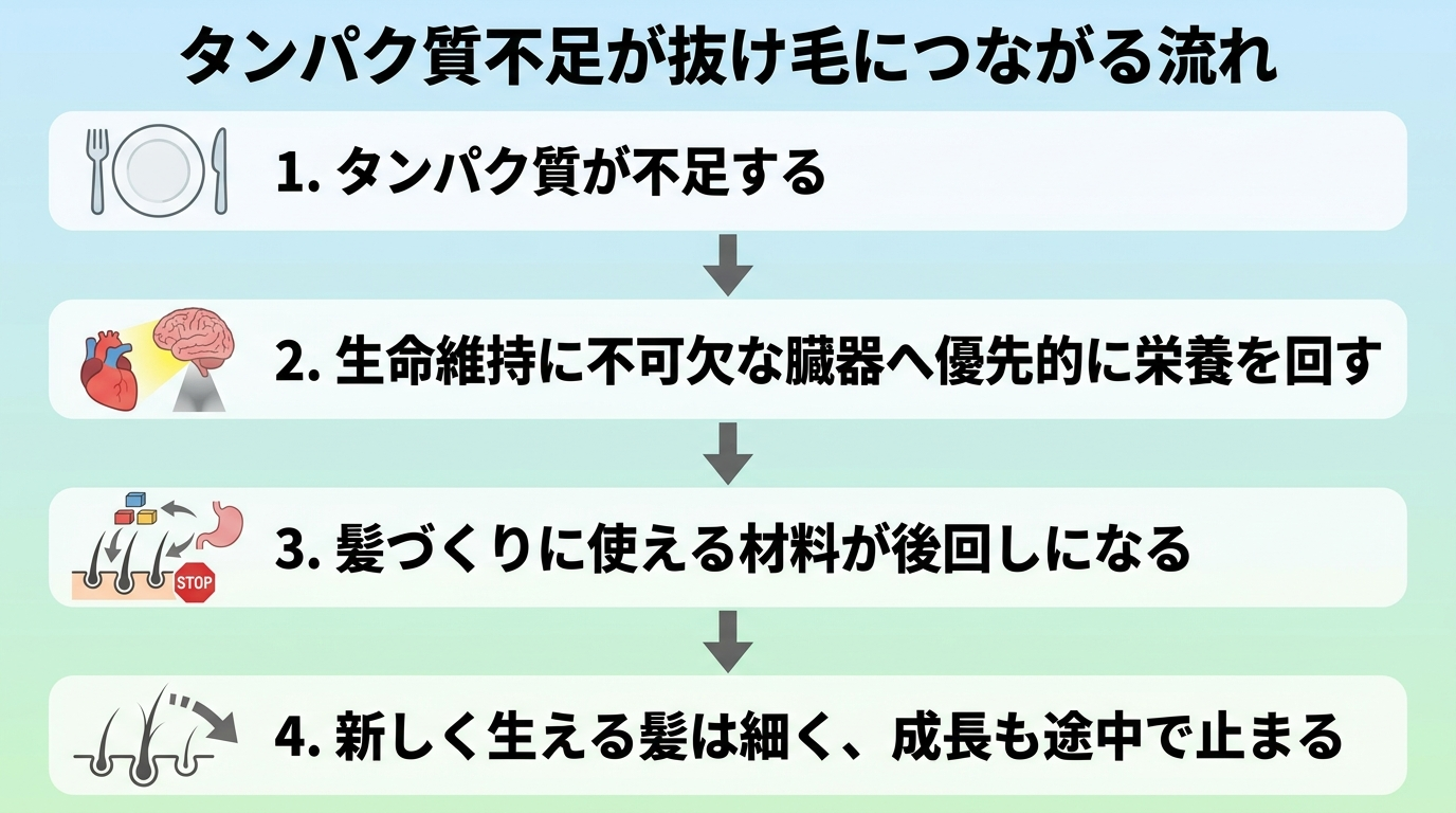 タイトル: タンパク質不足が抜け毛につながる流れ。上から下へのフロー図: ステップ1: タンパク質が不足する。ステップ2: 体は限られた栄養を心臓や脳など生命維持に不可欠な臓器へ優先的に回す。ステップ3: 髪づくりに使える材料が後回しになる。ステップ4: 新しく生える髪は細く、成長も途中で止まる
