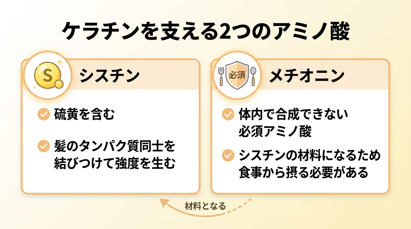 タイトル: ケラチンを支える2つのアミノ酸。横並び2カードで: カード1(硫黄のアイコン)ヘッダー: シスチン、説明: 硫黄を含み、髪のタンパク質同士を結びつけて強度を生む。カード2(必須アイコン)ヘッダー: メチオニン、説明: 体内で合成できない必須アミノ酸。シスチンの材料になるため食事から摂る必要がある