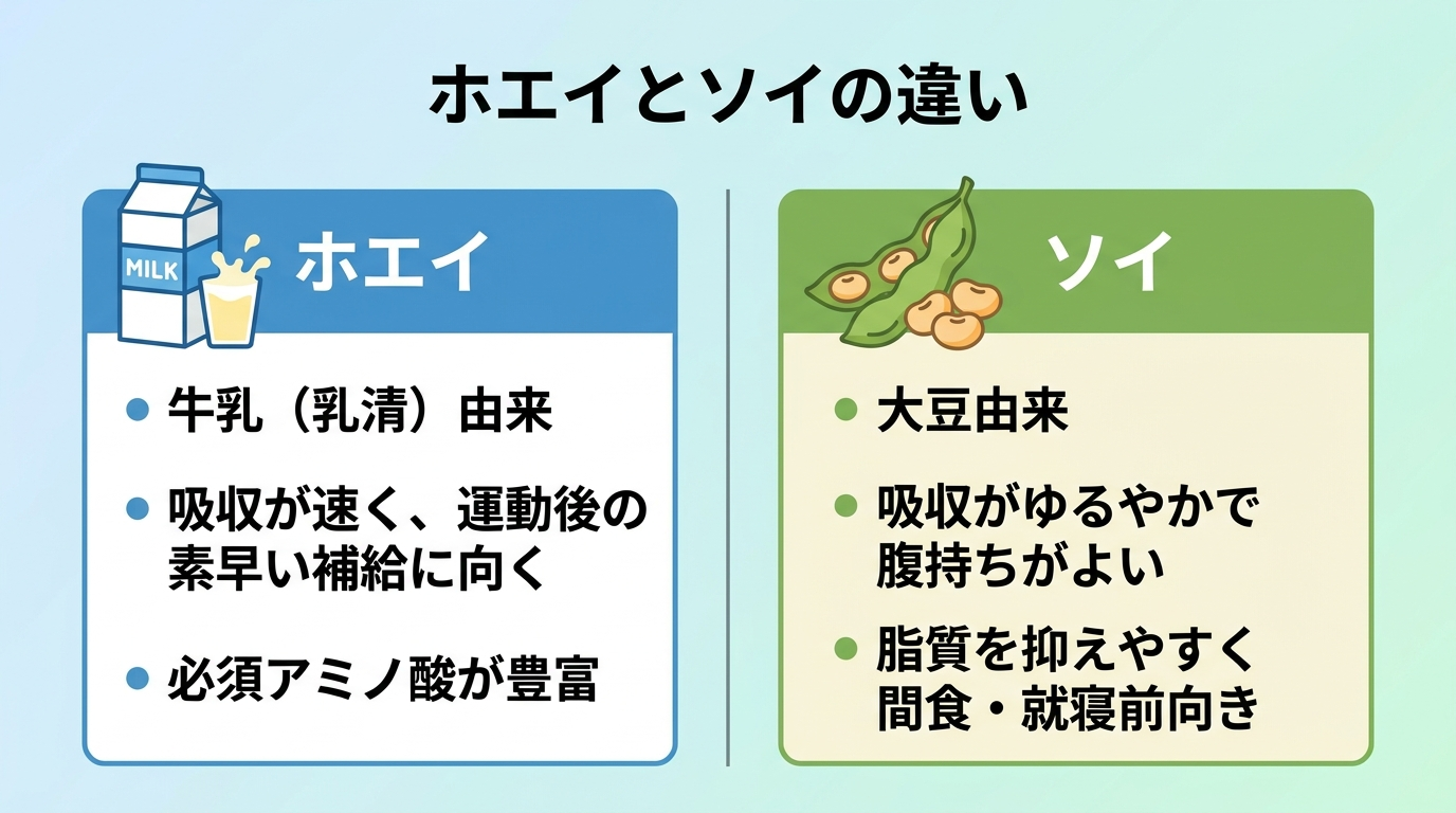タイトル: ホエイとソイの違い。横並び2カードで: カード1(牛乳のアイコン)ヘッダー: ホエイ、説明: 牛乳(乳清)由来。吸収が速く、運動後の素早い補給に向く。必須アミノ酸が豊富。カード2(大豆のアイコン)ヘッダー: ソイ、説明: 大豆由来。吸収がゆるやかで腹持ちがよい。脂質を抑えやすく間食・就寝前向き
