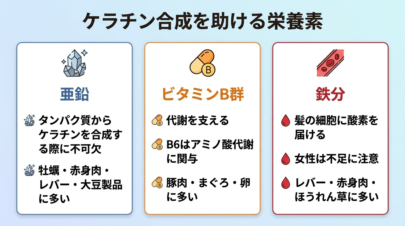 タイトル: ケラチン合成を助ける栄養素。横並び3カードで: カード1(ミネラルのアイコン)ヘッダー: 亜鉛、説明: タンパク質からケラチンを合成する際に不可欠。牡蠣・赤身肉・レバー・大豆製品に多い。カード2(ビタミンのアイコン)ヘッダー: ビタミンB群、説明: 代謝を支える。B6はアミノ酸代謝に関与。豚肉・まぐろ・卵に多い。カード3(血液のアイコン)ヘッダー: 鉄分、説明: 髪の細胞に酸素を届ける。女性は不足に注意。レバー・赤身肉・ほうれん草に多い