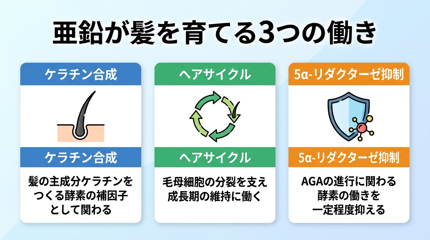 タイトル: 亜鉛が髪を育てる3つの働き。横並び3カードで: カード1(毛髪のアイコン)ヘッダー: ケラチン合成、説明: 髪の主成分ケラチンをつくる酵素の補因子として関わる。カード2(サイクル矢印のアイコン)ヘッダー: ヘアサイクル、説明: 毛母細胞の分裂を支え成長期の維持に働く。カード3(盾のアイコン)ヘッダー: 5α-リダクターゼ抑制、説明: AGAの進行に関わる酵素の働きを一定程度抑える。