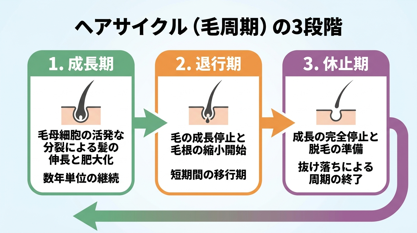 タイトル: ヘアサイクル(毛周期)の3段階。横並び3ステップのフロー図で: ステップ1(成長期): 毛母細胞が活発に分裂し、髪を太く長く押し上げる期間。数年単位で続く。ステップ2(退行期): 毛の成長が止まり、毛根が縮小し始める短い期間。ステップ3(休止期): 髪の成長が完全に止まり、やがて抜け落ちる期間。矢印でステップ1に戻り周期が循環することを示す