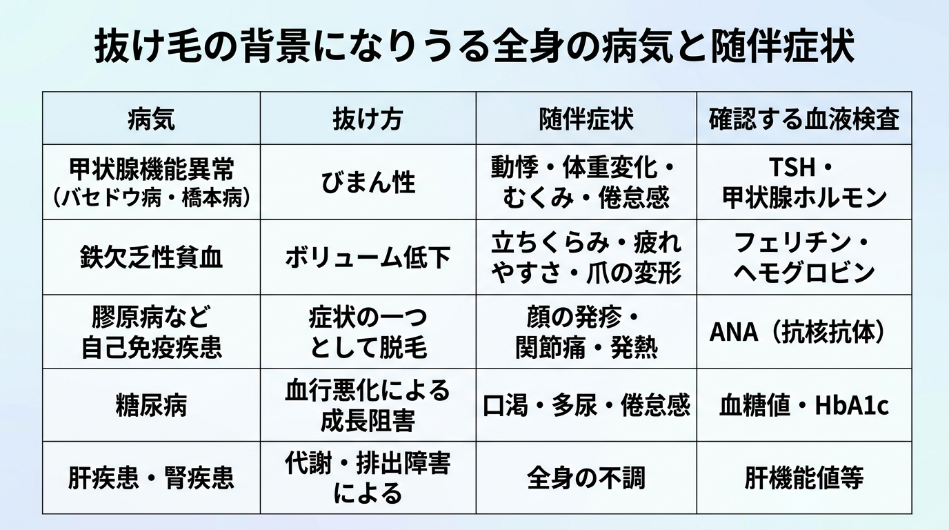 タイトル: 抜け毛の背景になりうる全身の病気と随伴症状。4列の表: ヘッダー行: 病気 | 抜け方 | 随伴症状 | 確認する血液検査。行1: 甲状腺機能異常（バセドウ病・橋本病） | びまん性 | 動悸・体重変化・むくみ・倦怠感 | TSH・甲状腺ホルモン。行2: 鉄欠乏性貧血 | ボリューム低下 | 立ちくらみ・疲れやすさ・爪の変形 | フェリチン・ヘモグロビン。行3: 膠原病など自己免疫疾患 | 症状の一つとして脱毛 | 顔の発疹・関節痛・発熱 | ANA（抗核抗体）。行4: 糖尿病 | 血行悪化による成長阻害 | 口渇・多尿・倦怠感 | 血糖値・HbA1c。行5: 肝疾患・腎疾患 | 代謝・排出障害による | 全身の不調 | 肝機能値等