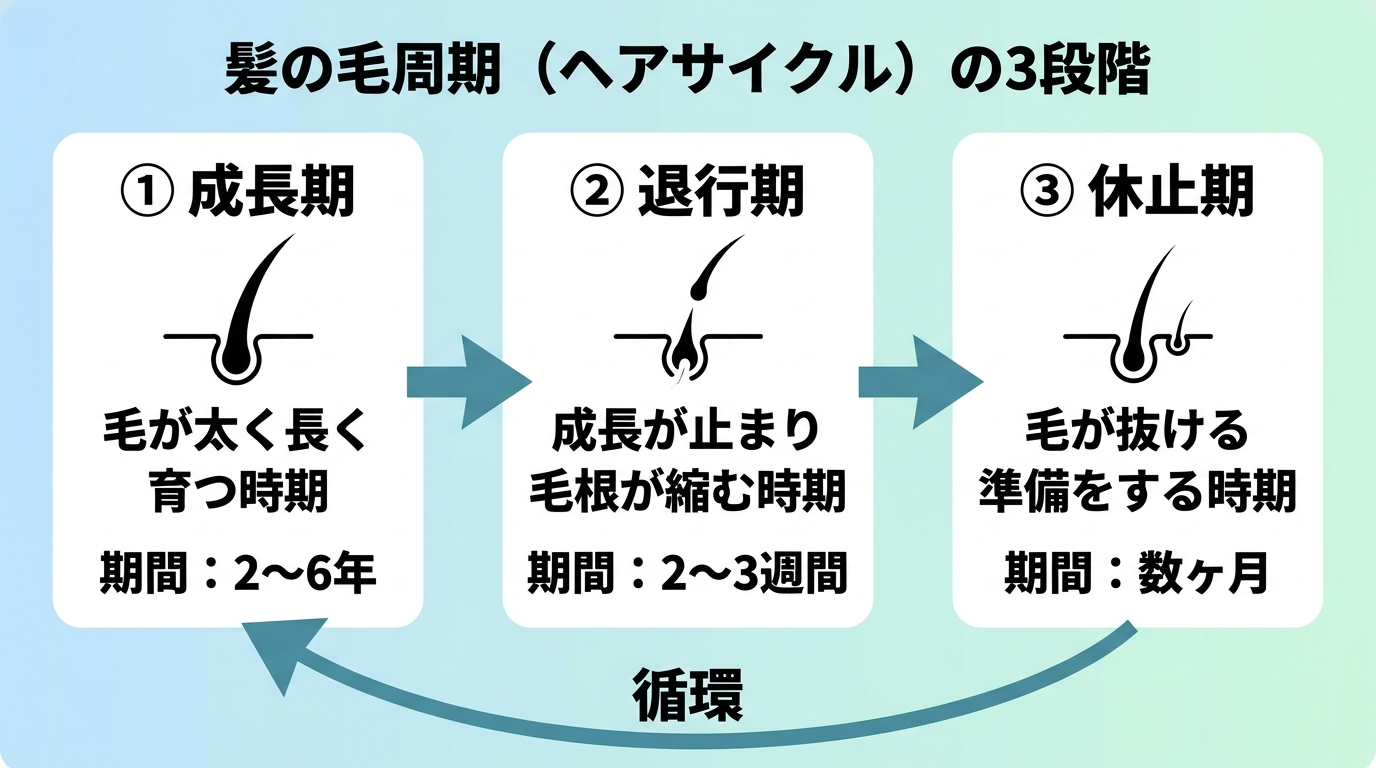 タイトル: 髪の毛周期(ヘアサイクル)の3段階。横並び3ステップの図: ステップ1(成長期)説明: 毛が太く長く育つ時期。2〜6年続く。ステップ2(退行期)説明: 成長が止まり毛根が縮む時期。2〜3週間。ステップ3(休止期)説明: 毛が抜ける準備をする時期。数ヶ月。矢印でステップ1に戻り循環することを示す