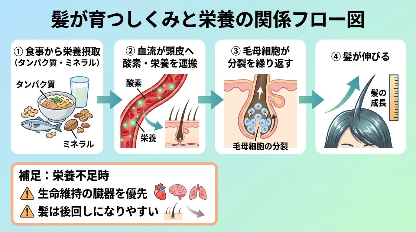 タイトル: 髪が育つしくみと栄養の関係フロー図。左から右への流れ: ①食事から栄養摂取（タンパク質・ミネラル）→ ②血流が頭皮へ酸素・栄養を運搬 → ③毛母細胞が分裂を繰り返す → ④髪が伸びる。補足枠: 栄養不足時は生命維持の臓器が優先され、髪は後回しになりやすい