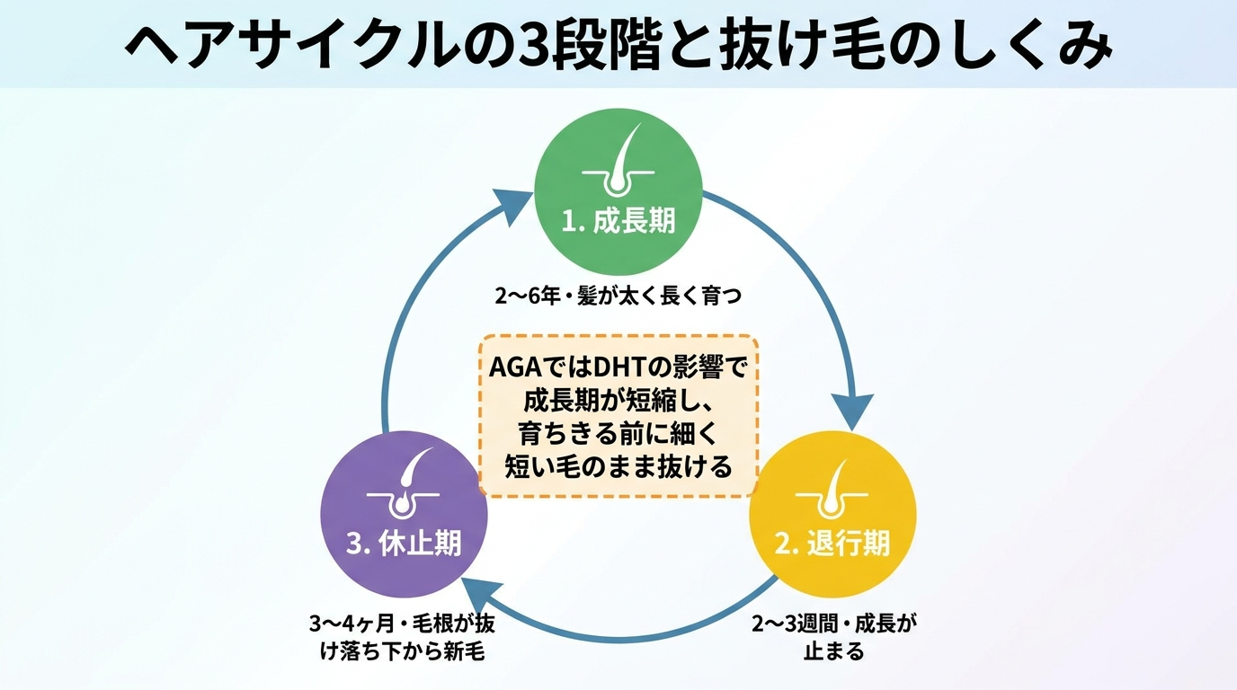タイトル: ヘアサイクルの3段階と抜け毛のしくみ。円環フロー図。成長期(2〜6年・髪が太く長く育つ)→退行期(2〜3週間・成長が止まる)→休止期(3〜4ヶ月・毛が抜け落ち下から新毛)→成長期に戻る。中央に注記『AGAではDHTの影響で成長期が短縮し、育ちきる前に細く短い毛のまま抜ける』