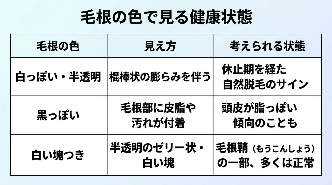 タイトル: 毛根の色で見る健康状態。3列の表: ヘッダー行: 毛根の色 | 見え方 | 考えられる状態。行1: 白っぽい・半透明 | 棍棒状の膨らみを伴う | 休止期を経た自然脱毛のサイン。行2: 黒っぽい | 毛根部に皮脂や汚れが付着 | 頭皮が脂っぽい傾向のことも。行3: 白い塊つき | 半透明のゼリー状・白い塊 | 毛根鞘(もうこんしょう)の一部、多くは正常。