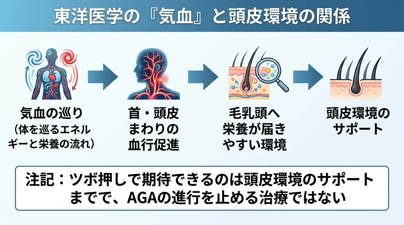タイトル: 東洋医学の「気血」と頭皮の血行の関係を示すフロー図。左から右へ矢印でつなぐ: 気血の巡り(体を巡るエネルギーと栄養の流れ)→ 首・頭皮まわりの血行促進 → 毛乳頭へ栄養が届きやすい環境 → 頭皮環境のサポート。注記: ツボ押しで期待できるのは頭皮環境のサポートまでで、AGAの進行を止める治療ではない