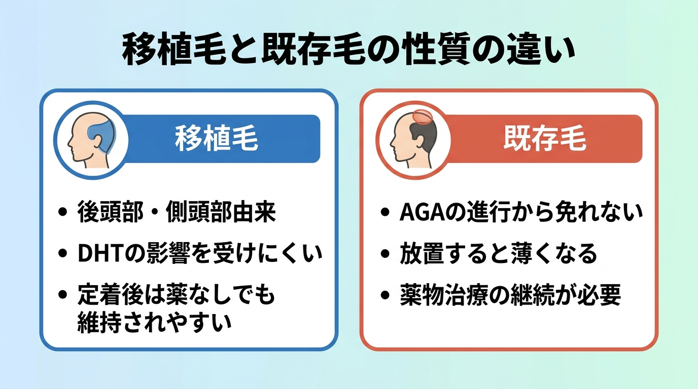 タイトル: 移植毛と既存毛の性質の違い。横並び2カードで: カード1(後頭部のアイコン)ヘッダー: 移植毛、説明: 後頭部・側頭部由来でDHTの影響を受けにくい。定着後は薬なしでも維持されやすい。カード2(頭頂部のアイコン)ヘッダー: 既存毛、説明: AGAの進行から免れない。放置すると薄くなるため薬物治療の継続が必要
