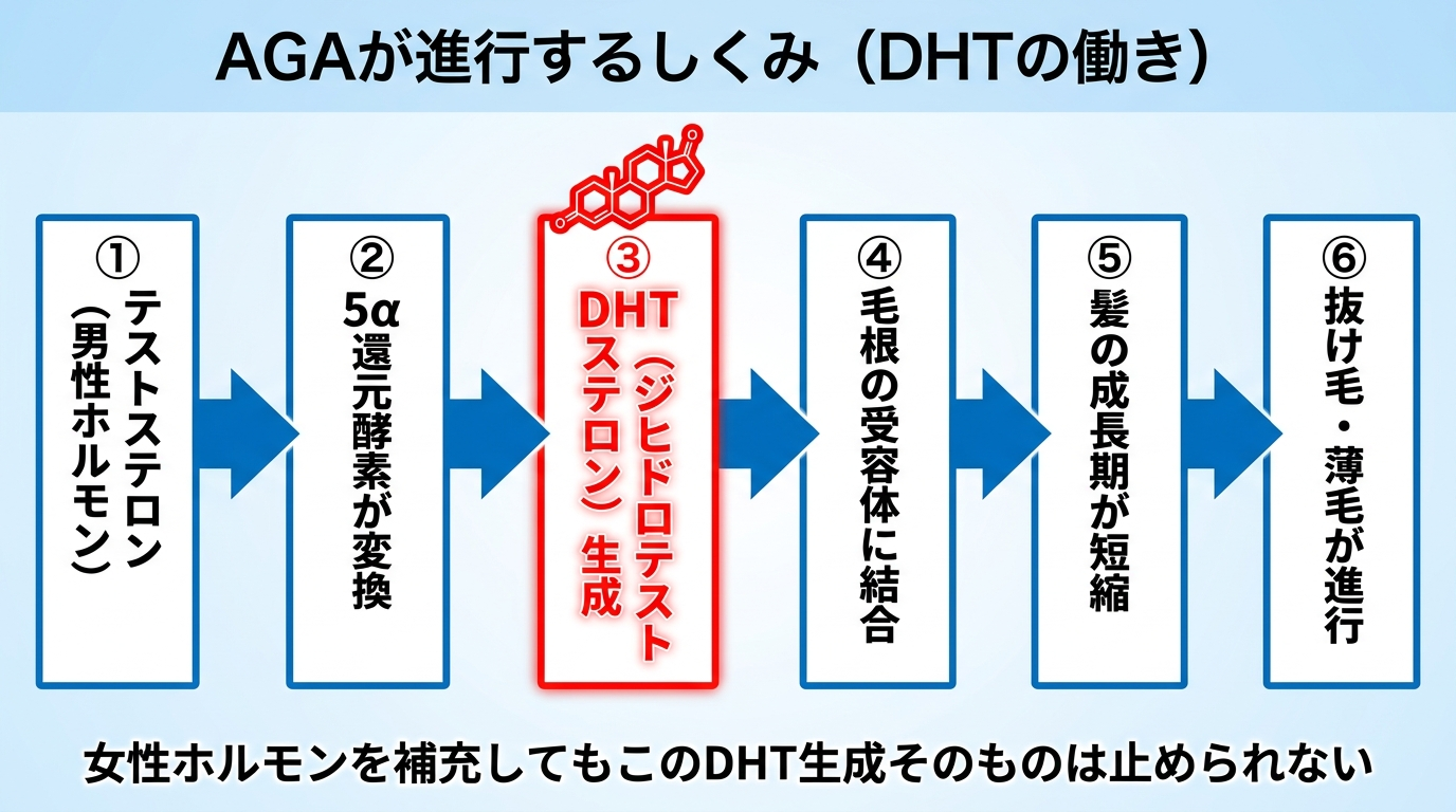タイトル: AGAが進行するしくみ(DHTの働き)。左から右へのフロー図: ①テストステロン(男性ホルモン)→ ②5α還元酵素が変換 → ③DHT(ジヒドロテストステロン)生成 → ④毛根の受容体に結合 → ⑤髪の成長期が短縮 → ⑥抜け毛・薄毛が進行。各段階を矢印でつなぎ、③DHTを赤色で強調表示する。下部に注記: 女性ホルモンを補充してもこのDHT生成そのものは止められない