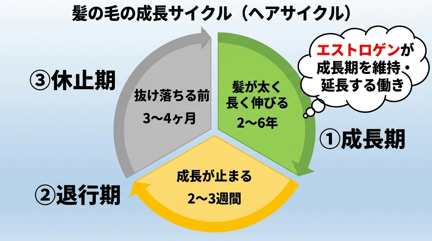 タイトル: 髪の毛の成長サイクル(ヘアサイクル)。円環状のサイクル図で3段階を示す: ①成長期(髪が太く長く伸びる・2〜6年)→ ②退行期(成長が止まる・2〜3週間)→ ③休止期(抜け落ちる前・3〜4ヶ月)→ ①に戻る。エストロゲンが①成長期を維持・延長する働きを持つことを吹き出しで注記。成長期を緑、退行期を黄、休止期をグレーで色分けする